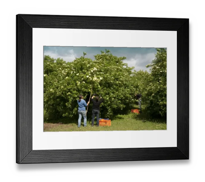 Framed Print : Elder (Sambucus nigra) flowering, people picking flowers for making elderflower wine, Stonehouse, Gloucestershire Framed Print : Elder (Sambucus nigra) flowering, people picking flowers for making elderflower wine, Stonehouse, Gloucestershire