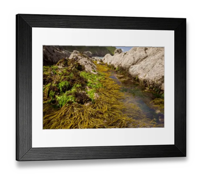 Framed Print : Brown Tuning Fork Weed (Bifurcaria bifurcata) with other seaweeds, attached to rocks in rockpool at low tide Framed Print : Brown Tuning Fork Weed (Bifurcaria bifurcata) with other seaweeds, attached to rocks in rockpool at low tide