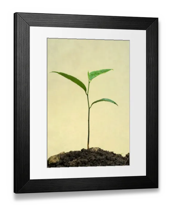 Framed Print : Chempedak (Artocarpus integrifolia) seedling, Trivandrum, Kerala, India Framed Print : Chempedak (Artocarpus integrifolia) seedling, Trivandrum, Kerala, India