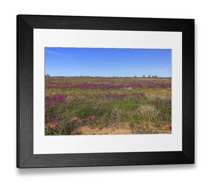 Framed Print : View of wildflowers flowering in desert habitat, Sturt N. P. New South Wales, Australia