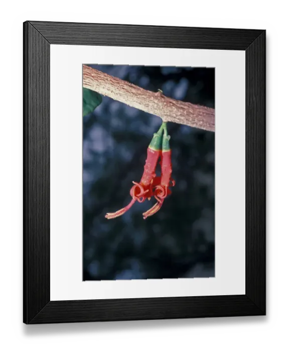 Framed Print : Acacia Strap Flower (Loranthus acaciae) flowering, Israel Framed Print : Acacia Strap Flower (Loranthus acaciae) flowering, Israel