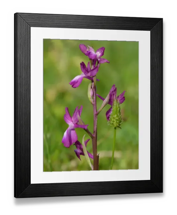 Framed Print : Loose-flowered Orchid (Orchis laxiflora) flowerspike, growing in marshland, Peloponesos, Southern Greece, april Framed Print : Loose-flowered Orchid (Orchis laxiflora) flowerspike, growing in marshland, Peloponesos, Southern Greece, april