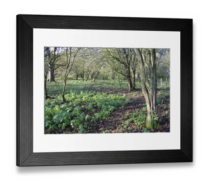 Framed Print : Common Hawthorn (Crataegus monogyna) habit, growing in wet woodland habitat, in valley fen reserve, Hopton Fen, Hopton Framed Print : Common Hawthorn (Crataegus monogyna) habit, growing in wet woodland habitat, in valley fen reserve, Hopton Fen, Hopton