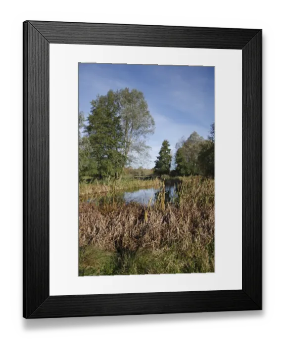 Framed Print : View of pond and trees on unimproved wet grazing meadow, River Dove, Thornham Magna, Suffolk, England, october Framed Print : View of pond and trees on unimproved wet grazing meadow, River Dove, Thornham Magna, Suffolk, England, october