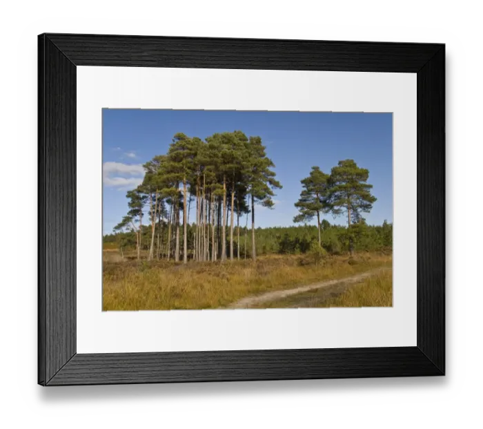 Framed Print : Scots Pine (Pinus sylvestris) woodland, in heathland habitat, Wareham Forest, Dorset, England, october Framed Print : Scots Pine (Pinus sylvestris) woodland, in heathland habitat, Wareham Forest, Dorset, England, october
