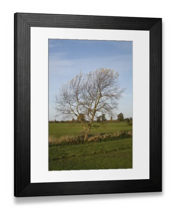 Framed Print : White Poplar (Populus alba) habit, growing at edge of field in arable farmland, Wickham Skeith, Suffolk, England Framed Print : White Poplar (Populus alba) habit, growing at edge of field in arable farmland, Wickham Skeith, Suffolk, England