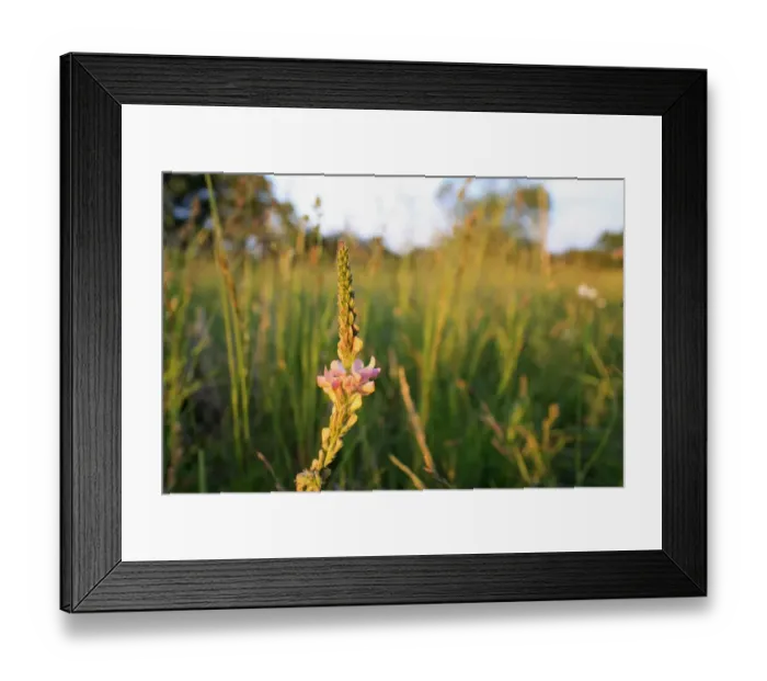 Framed Print : Sainfoin (Onobrychis viciifolia) flowering, growing in permanent set-a-aside, in late evening sunshine, Bacton Framed Print : Sainfoin (Onobrychis viciifolia) flowering, growing in permanent set-a-aside, in late evening sunshine, Bacton