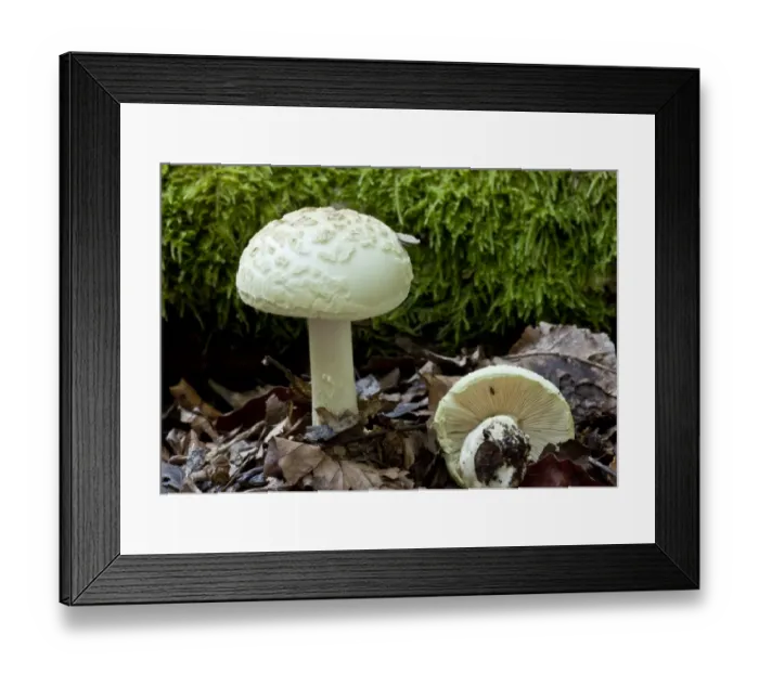 Framed Print : False Death-cap (Amanita citrina) fruiting bodies, growing in old woodland, New Forest, Hampshire, England, september Framed Print : False Death-cap (Amanita citrina) fruiting bodies, growing in old woodland, New Forest, Hampshire, England, september