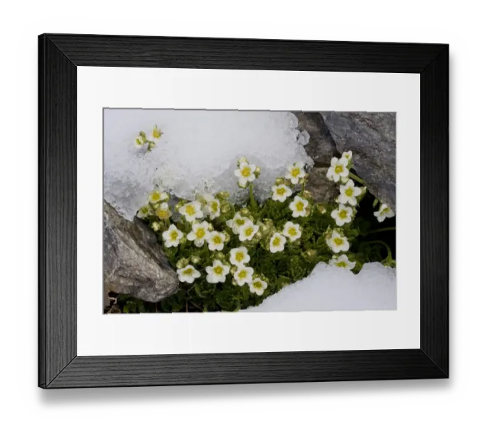 Framed Print : Musky Saxifrage (Saxifraga exarata ssp. exarata) flowering, emerging through snow at snowline, Swiss Alps, Switzerland Framed Print : Musky Saxifrage (Saxifraga exarata ssp. exarata) flowering, emerging through snow at snowline, Swiss Alps, Switzerland