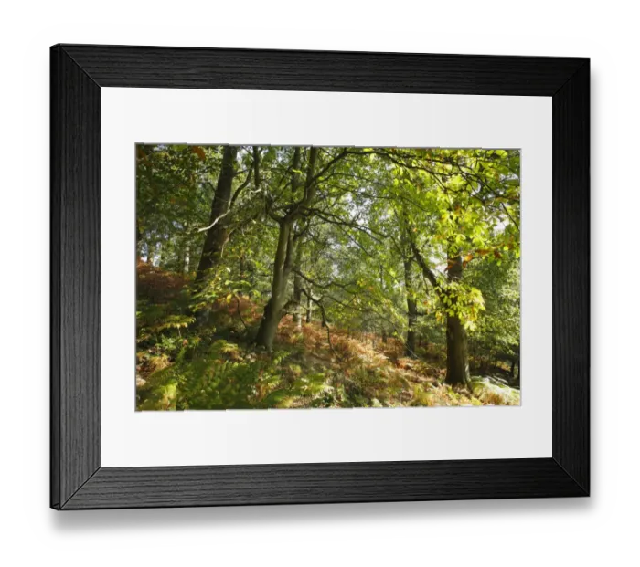 Framed Print : Sweet Chestnut (Castanea sativa) habit, growing in woodland habitat, Forest of Dean, Gloucestershire, England Framed Print : Sweet Chestnut (Castanea sativa) habit, growing in woodland habitat, Forest of Dean, Gloucestershire, England