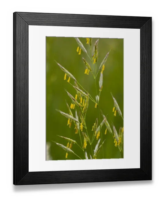 Framed Print : False Oat-grass (Arrhenatherum elatius) flowering, with yellow stamens, Slovenia, june