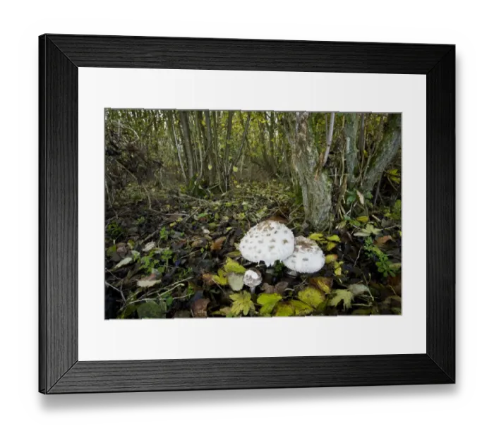 Framed Print : Shaggy Parasol (Macrolepiota rhacodes) fruiting bodies, growing in deciduous woodland habitat Framed Print : Shaggy Parasol (Macrolepiota rhacodes) fruiting bodies, growing in deciduous woodland habitat