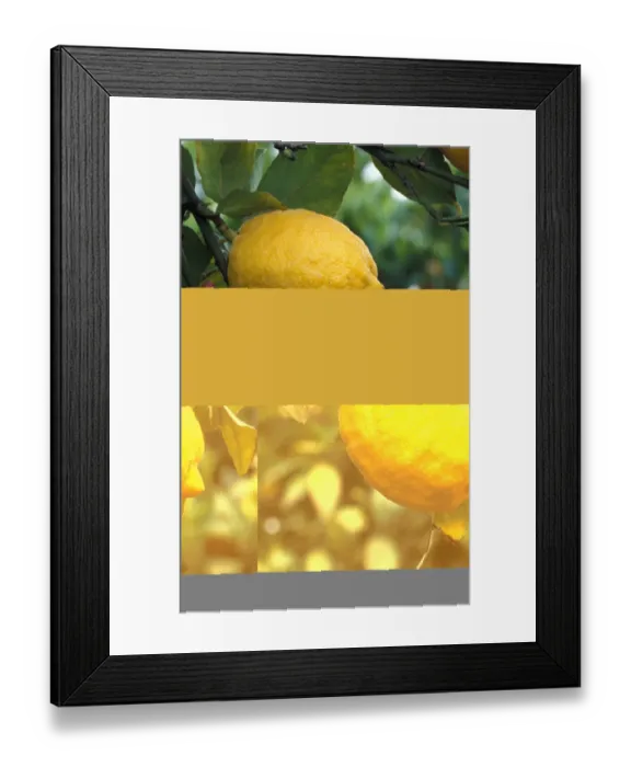 Framed Print : Lemon (Citrus limon) Fruit on tree - Cyprus Framed Print : Lemon (Citrus limon) Fruit on tree - Cyprus