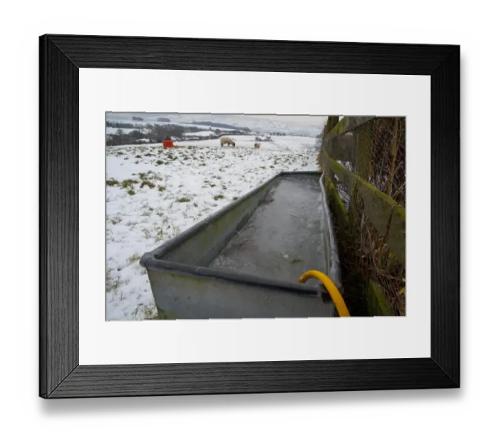 Framed Print : Frozen water trough, at edge of snow covered pasture with sheep, Chipping, Lancashire, England, december Framed Print : Frozen water trough, at edge of snow covered pasture with sheep, Chipping, Lancashire, England, december