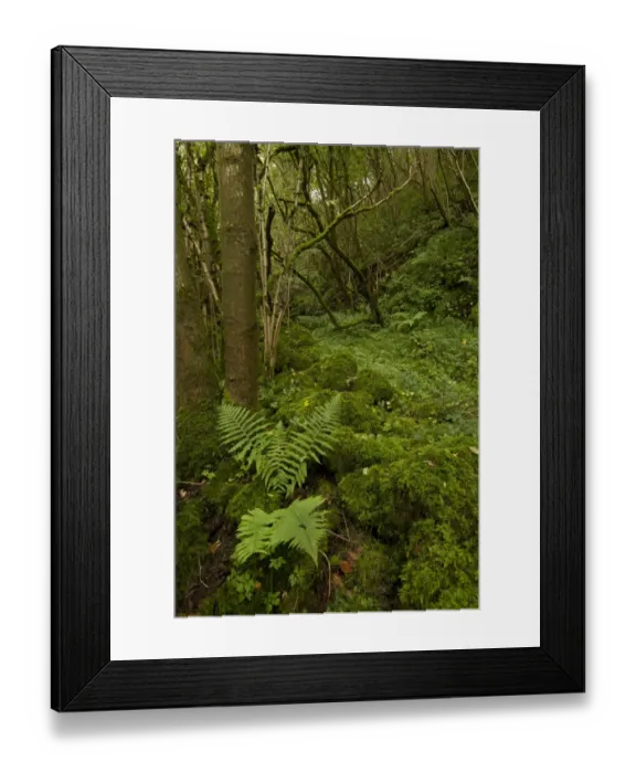 Framed Print : Damp and mossy deciduous woodland habitat, Monks Dale, Derbyshire Dales N. N. R. White Peak, Peak District N. P Framed Print : Damp and mossy deciduous woodland habitat, Monks Dale, Derbyshire Dales N. N. R. White Peak, Peak District N. P