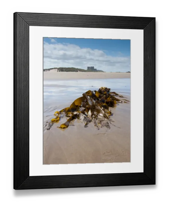 Framed Print : Kelp (Laminariales sp. ) fronds, washed up on beach, with Bamburgh Castle in distance, Bamburgh, Northumberland Framed Print : Kelp (Laminariales sp. ) fronds, washed up on beach, with Bamburgh Castle in distance, Bamburgh, Northumberland