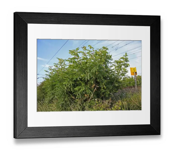 Framed Print : Common Ash (Fraxinus excelsior) habit, growing at edge of railway track, Bacton, Suffolk, England, june Framed Print : Common Ash (Fraxinus excelsior) habit, growing at edge of railway track, Bacton, Suffolk, England, june