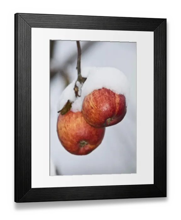 Framed Print : Cultivated Apple (Malus domestica) close-up of snow covered fruit on tree, Dorset, England, december Framed Print : Cultivated Apple (Malus domestica) close-up of snow covered fruit on tree, Dorset, England, december