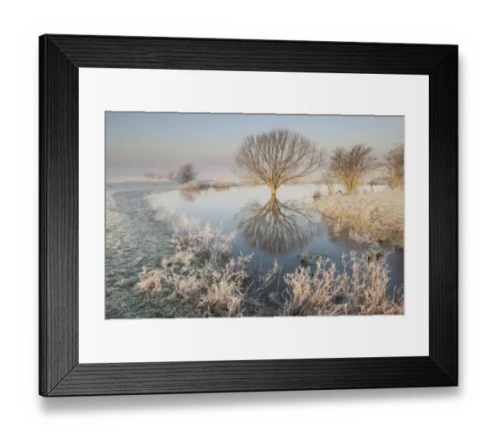 Framed Print : View of tree and pool on grazing marsh in rime frost at sunrise, Elmley Marshes N. N. R Framed Print : View of tree and pool on grazing marsh in rime frost at sunrise, Elmley Marshes N. N. R