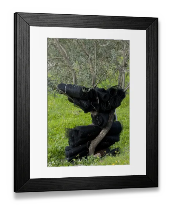Framed Print : Olive (Olea europea) trunk, with black netting for harvesting fruit hanging on tree in grove, Lesvos, Greece, march Framed Print : Olive (Olea europea) trunk, with black netting for harvesting fruit hanging on tree in grove, Lesvos, Greece, march