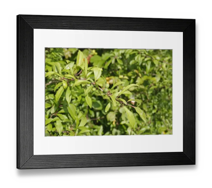 Framed Print : Blackthorn (Prunus spinosa) close-up of leaves and unripe berries, Bacton, Suffolk, England, may Framed Print : Blackthorn (Prunus spinosa) close-up of leaves and unripe berries, Bacton, Suffolk, England, may