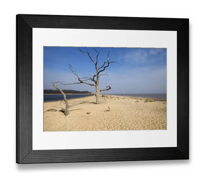 Framed Print : View of dead trees on beach, with saline lagoon and sea, Covehithe, Benacre Broad, Benacre National Nature Reserve Framed Print : View of dead trees on beach, with saline lagoon and sea, Covehithe, Benacre Broad, Benacre National Nature Reserve