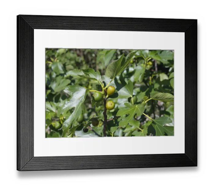 Framed Print : Common Fig (Ficus carica) ripening fruit, in various stages of maturity, near Minerve, Herault, Languedoc-Roussillon Framed Print : Common Fig (Ficus carica) ripening fruit, in various stages of maturity, near Minerve, Herault, Languedoc-Roussillon