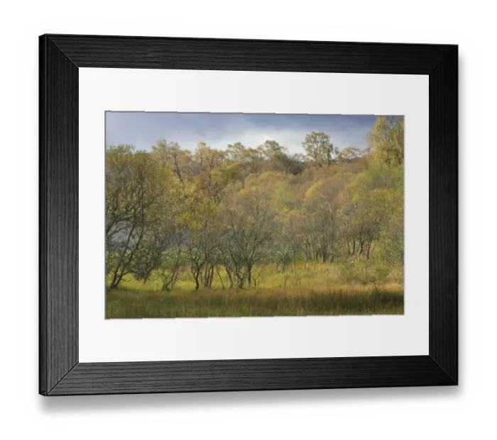 Framed Print : Sallow (Salix sp. ) trees in marshy ground beside freshwater loch, Loch Kinord, Muir of Dinnet National Nature Reserve Framed Print : Sallow (Salix sp. ) trees in marshy ground beside freshwater loch, Loch Kinord, Muir of Dinnet National Nature Reserve