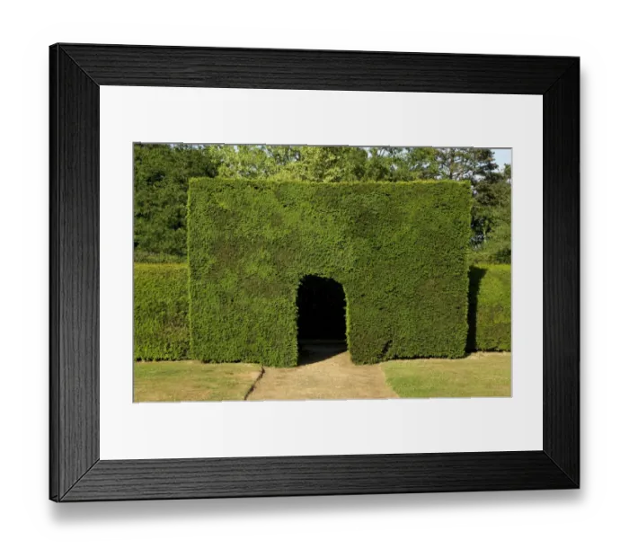 Framed Print : Common Yew (Taxus baccata) pathway through clipped hedge in garden, Suffolk, England, june Framed Print : Common Yew (Taxus baccata) pathway through clipped hedge in garden, Suffolk, England, june