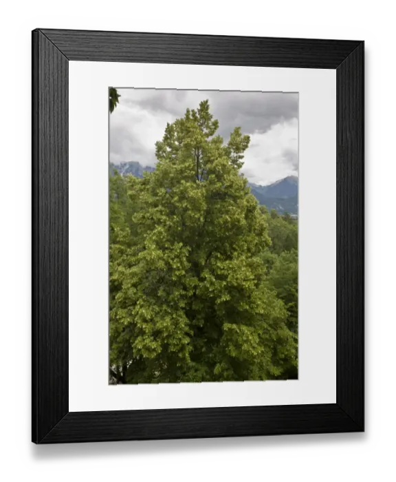 Framed Print : Large-leafed Lime (Tilia platyphyllos) habit, growing in limestone cliff woodland, Bled, Julian Alps, Slovenia, june