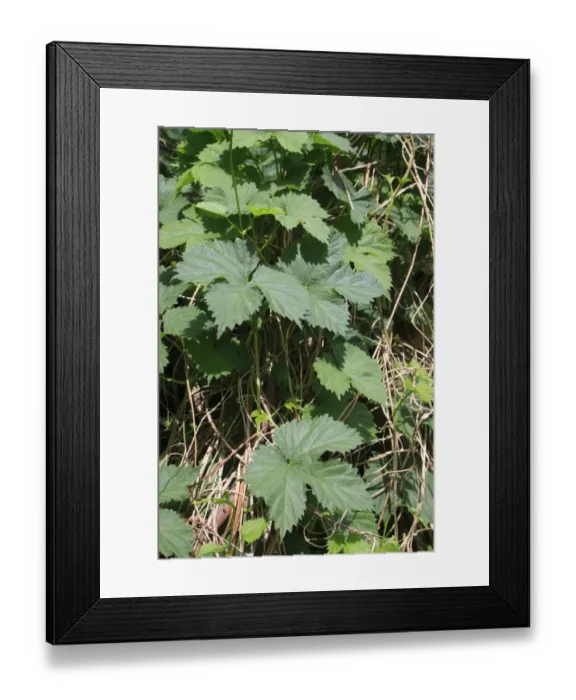 Framed Print : Common Hop (Humulus lupulus) close-up of leaves, Old Fen, Thelnetham Fen, Little Ouse Valley, Suffolk, England, may Framed Print : Common Hop (Humulus lupulus) close-up of leaves, Old Fen, Thelnetham Fen, Little Ouse Valley, Suffolk, England, may