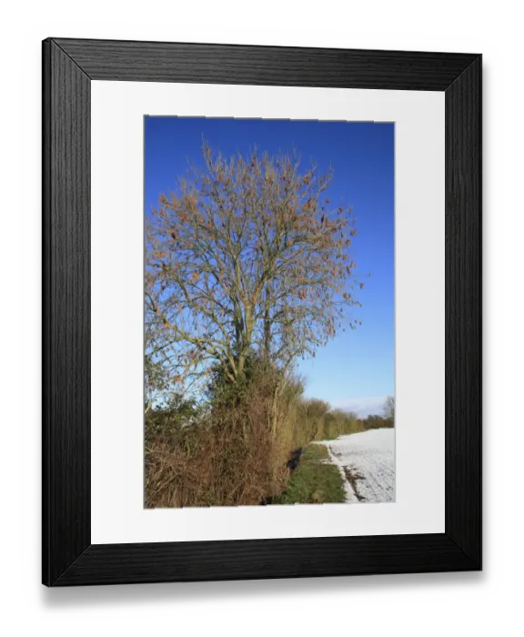 Framed Print : Common Ash (Fraxinus excelsior) habit, bare tree with keys attached, growing in hedgerow at edge of snow covered arable Framed Print : Common Ash (Fraxinus excelsior) habit, bare tree with keys attached, growing in hedgerow at edge of snow covered arable