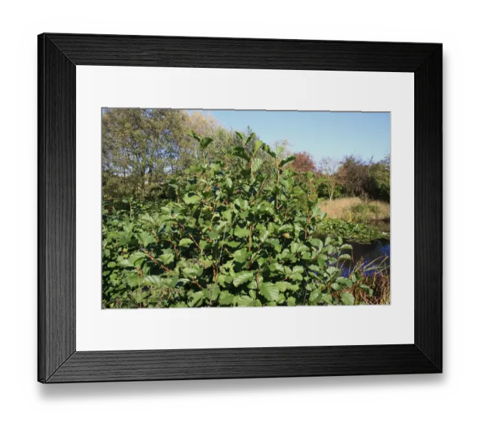 Framed Print : Common Alder (Alnus glutinosa) leaves, growing beside pond, Stowmarket, Suffolk, England, october