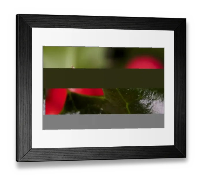 Framed Print : European Holly (Ilex aquifolium) close-up of leaf prickle, with berries in background, England, october Framed Print : European Holly (Ilex aquifolium) close-up of leaf prickle, with berries in background, England, october