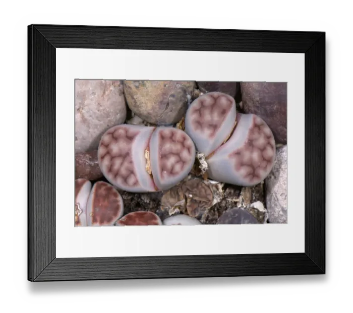 Framed Print : Lithops (Lithops sp. ) camouflaged amongst pebbles, Pallavicini Botanical Garden Framed Print : Lithops (Lithops sp. ) camouflaged amongst pebbles, Pallavicini Botanical Garden