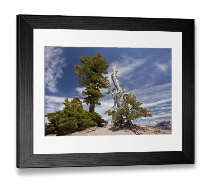 Framed Print : Whitebark Pine (Pinus albicaulis) and Mountain Hemlock (Tsuga mertensiana) ancient habit, growing at 7000ft Framed Print : Whitebark Pine (Pinus albicaulis) and Mountain Hemlock (Tsuga mertensiana) ancient habit, growing at 7000ft