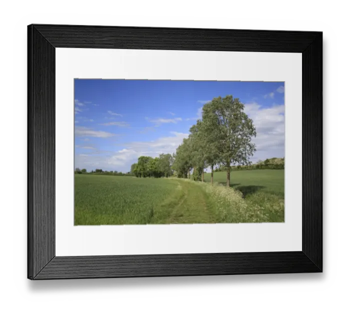 Framed Print : White Willow (Salix alba) habit, growing at edge of track in arable farmland, Bacton, Suffolk, England, may Framed Print : White Willow (Salix alba) habit, growing at edge of track in arable farmland, Bacton, Suffolk, England, may