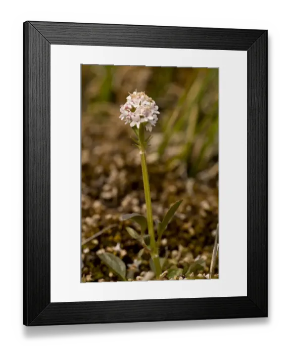 Framed Print : Marsh Valerian (Valeriana dioica) flowering, Market Weston Fen, Market Weston, Little Ouse Valley, Suffolk, England