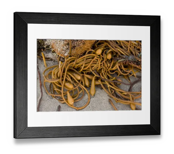Framed Print : Giant Kelp (Macrocystis pyrifera) with pneumatocysts (air bladders), washed up on beach after storm, Pacific Ocean