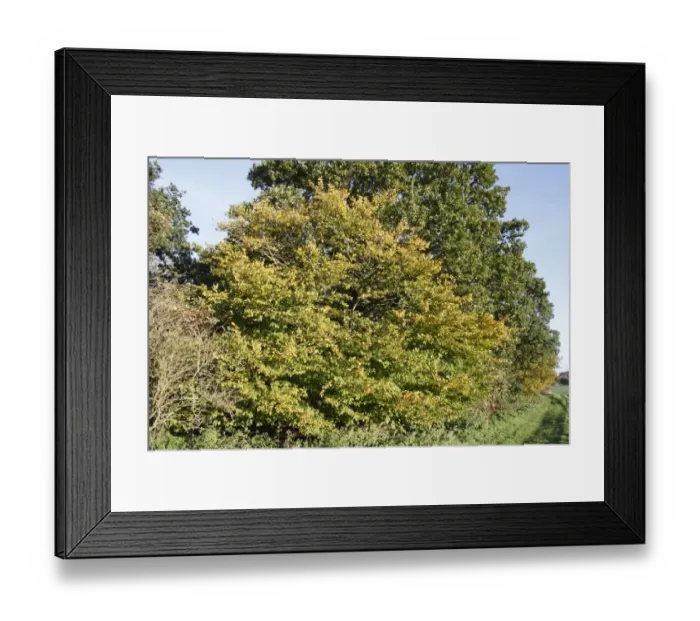 Framed Print : European Hornbeam (Carpinus betulus) habit, growing in woodland at edge of arable farmland, Thornham Magna, Suffolk Framed Print : European Hornbeam (Carpinus betulus) habit, growing in woodland at edge of arable farmland, Thornham Magna, Suffolk