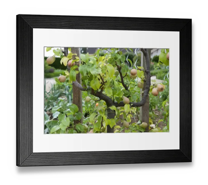 Framed Print : Common Pear (Pyrus communis) espalier with fruit, growing in garden, Normandy, France, june Framed Print : Common Pear (Pyrus communis) espalier with fruit, growing in garden, Normandy, France, june