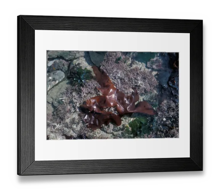 Framed Print : Seaweeds - Schizymenia dubyi on rock with Corallina officinalis & Ulva lactuca