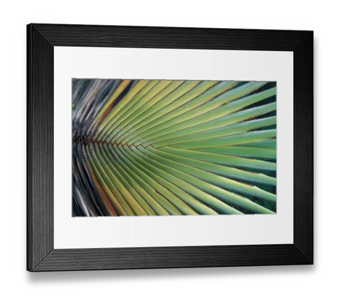 Framed Print : Leaves Palm Fronds Framed Print : Leaves Palm Fronds