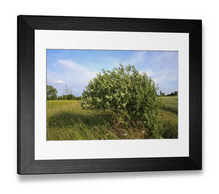 Framed Print : Goat Willow (Salix caprea) habit, growing in ditch beside arable fields, Bacton, Suffolk, England, june Framed Print : Goat Willow (Salix caprea) habit, growing in ditch beside arable fields, Bacton, Suffolk, England, june