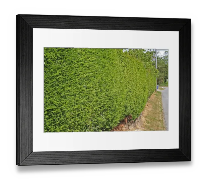 Framed Print : Leyland Cypress (Cupressus x leylandii) clipped garden hedge beside road, Thelnetham, Suffolk, England, may Framed Print : Leyland Cypress (Cupressus x leylandii) clipped garden hedge beside road, Thelnetham, Suffolk, England, may