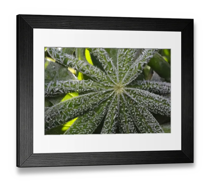 Framed Print : Frost covered Garden Lupin (Lupinus sp. ) leaves, Powys, Wales, october Framed Print : Frost covered Garden Lupin (Lupinus sp. ) leaves, Powys, Wales, october