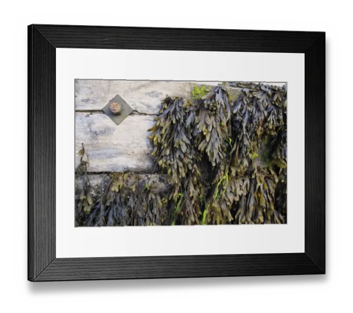 Framed Print : Flat Wrack (Fucus spiralis) fronds, on exposed groyne at low tide, Bembridge, Isle of Wight, England, june Framed Print : Flat Wrack (Fucus spiralis) fronds, on exposed groyne at low tide, Bembridge, Isle of Wight, England, june