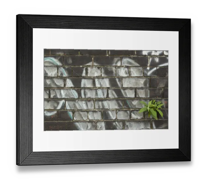 Framed Print : Buddleia (Buddleia davidii) garden escapee, growing in crevice of graffiti covered wall in city centre, Sheffield Framed Print : Buddleia (Buddleia davidii) garden escapee, growing in crevice of graffiti covered wall in city centre, Sheffield