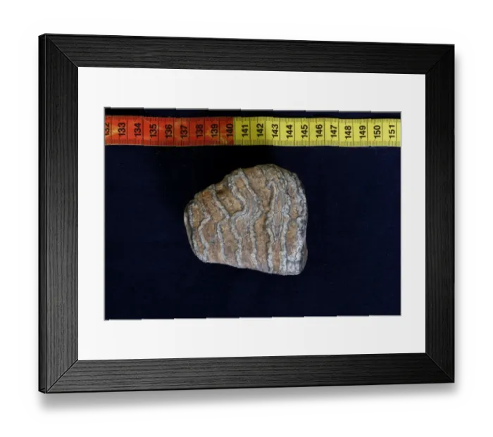 Framed Print : Fossilized deformed tooth from Straight-tusked Elephant (Elephas antiquus) from Cromer Forest Beds, laid down over 500 Framed Print : Fossilized deformed tooth from Straight-tusked Elephant (Elephas antiquus) from Cromer Forest Beds, laid down over 500