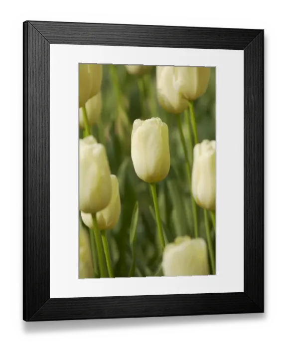 Framed Print : Tulip (Tulipa sp. ) Elsie Eloff, flowering, Keukenhof Gardens, South Holland, Netherlands